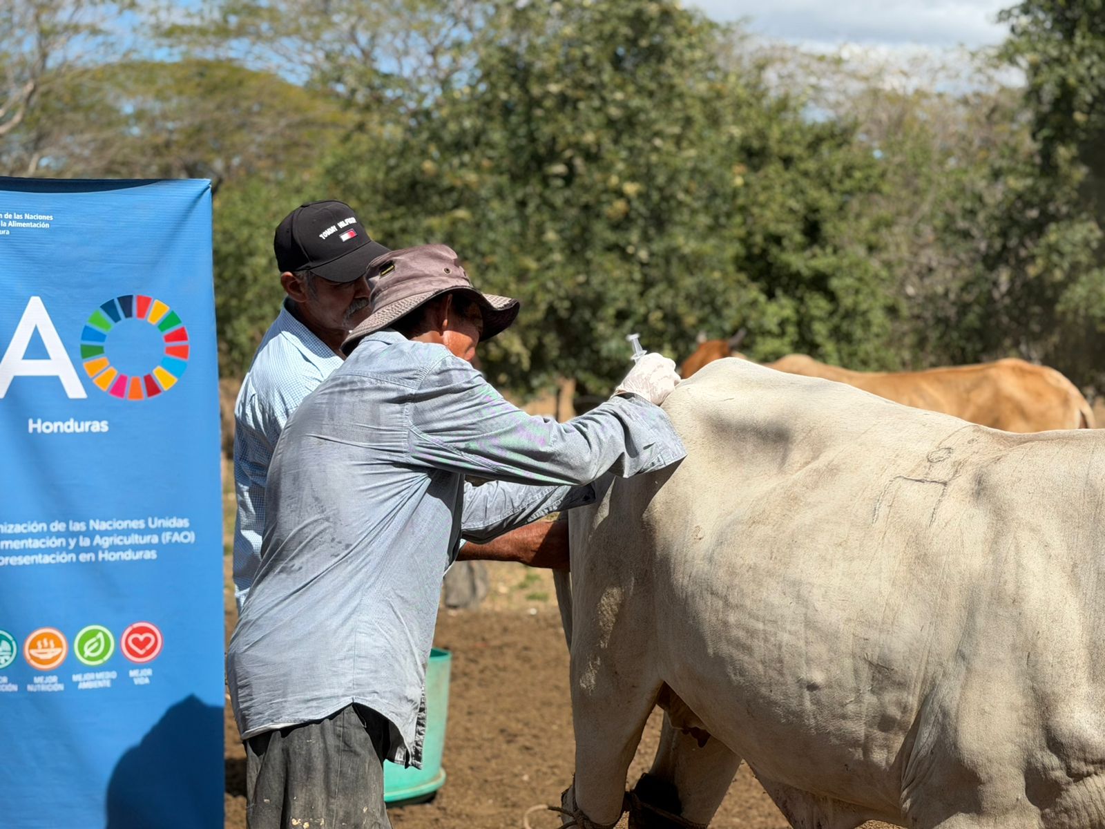 Avanza campaña de vacunación bovina en Choluteca y Valle