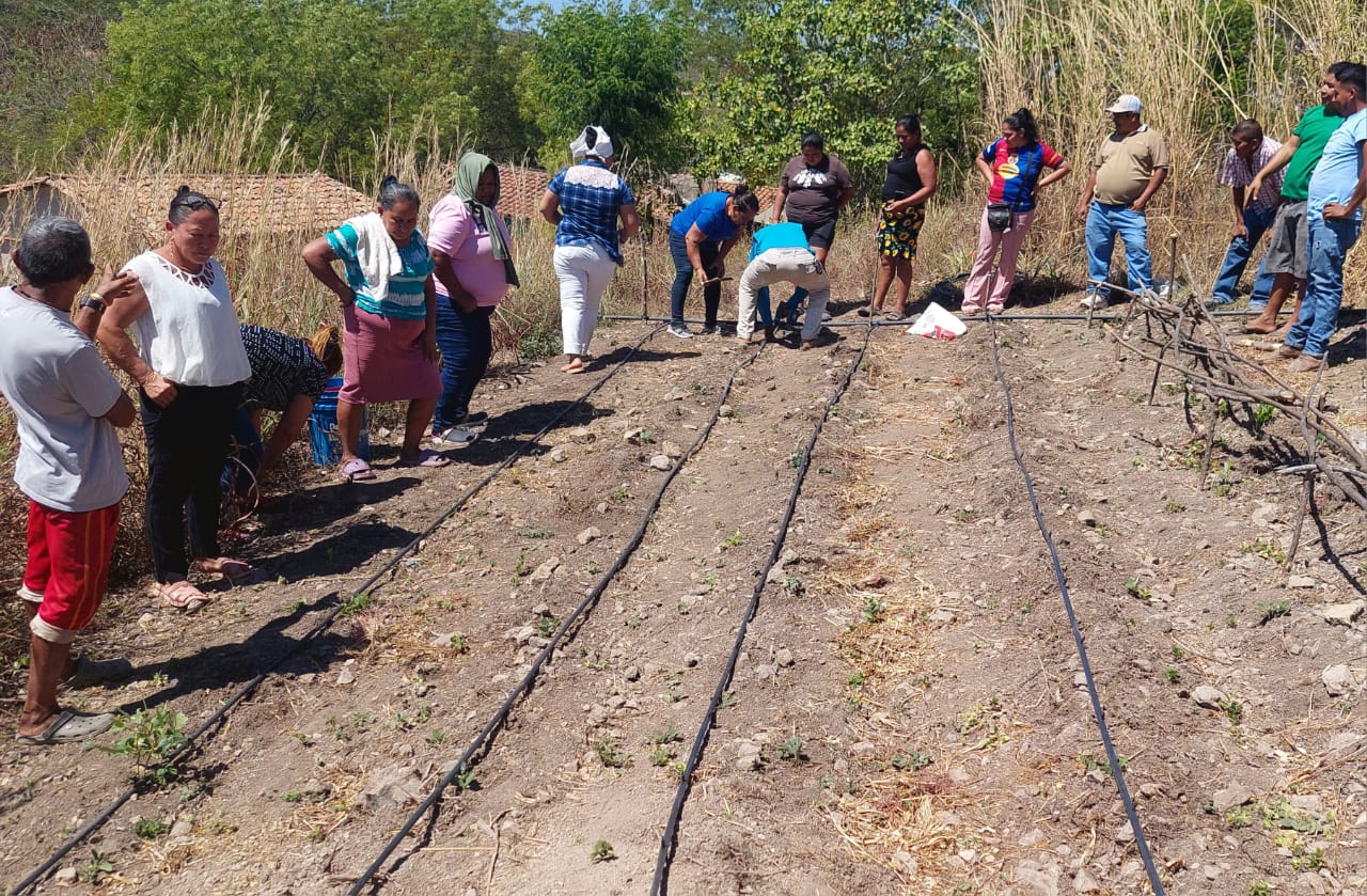 🌱 FAO fortalece a 100 familias productoras con sistemas de riego por goteo en el sur de Honduras 💧 - Imagen 3