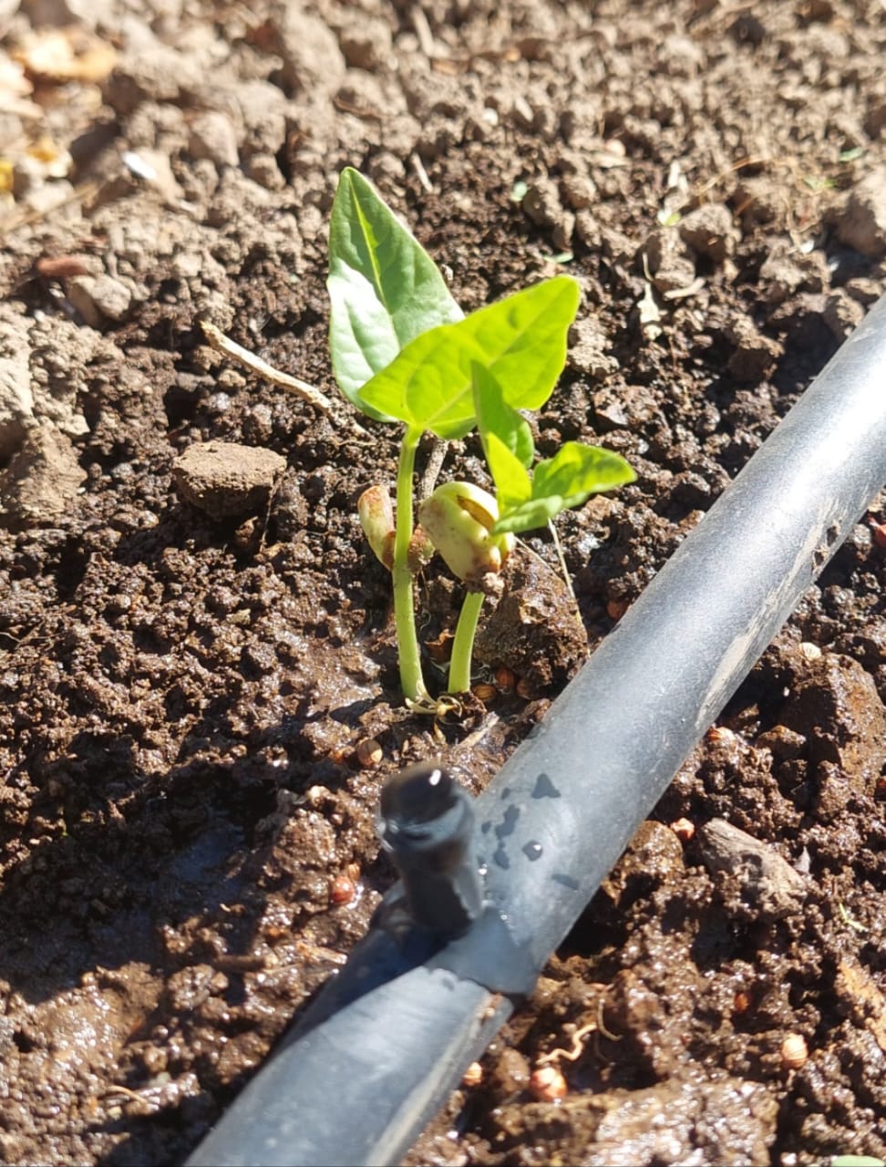 🌱 FAO fortalece a 100 familias productoras con sistemas de riego por goteo en el sur de Honduras 💧 - Imagen 2