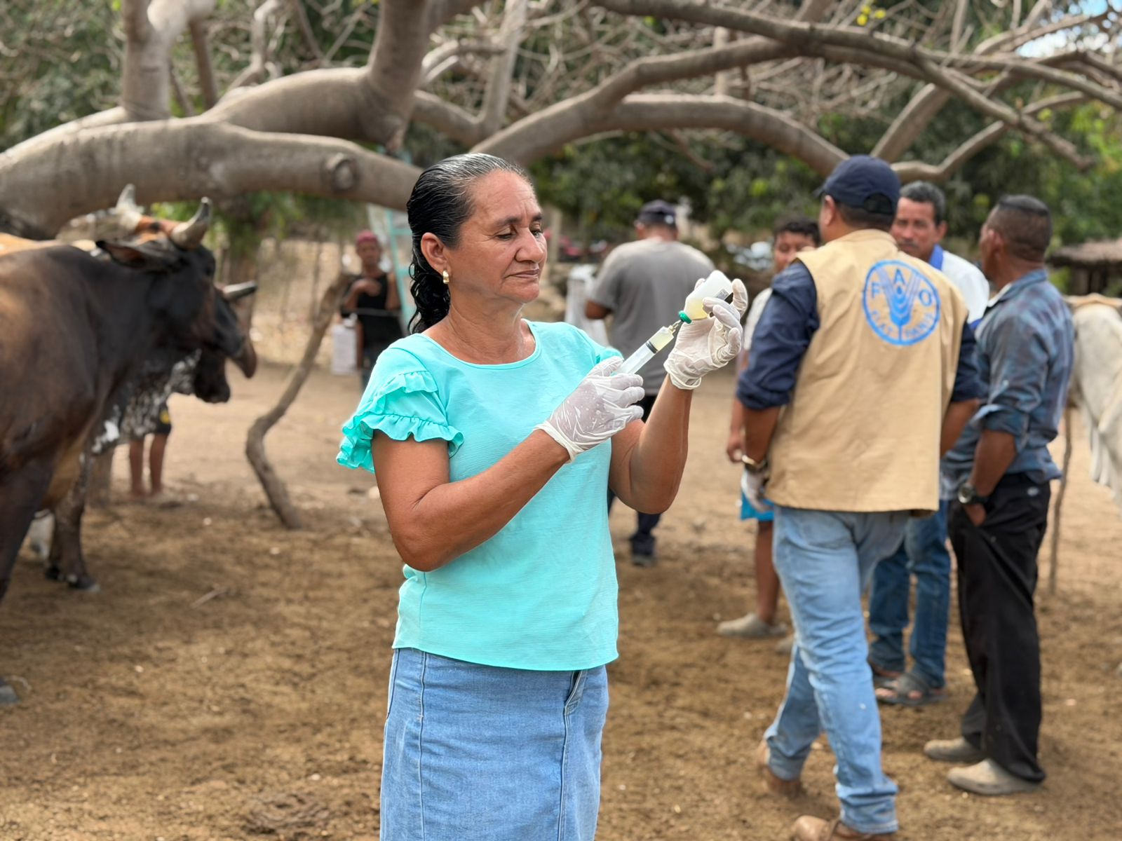 Avanza campaña de vacunación bovina en Choluteca y Valle - Imagen 1